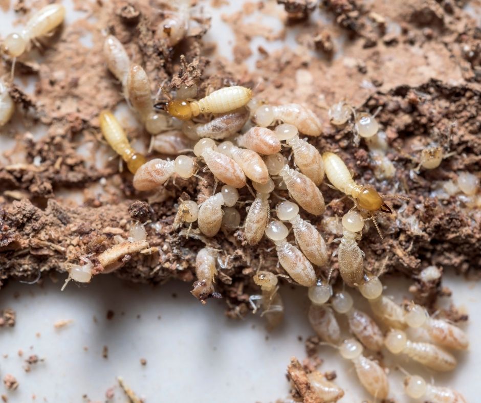When To Hire A Professional Termite Exterminator