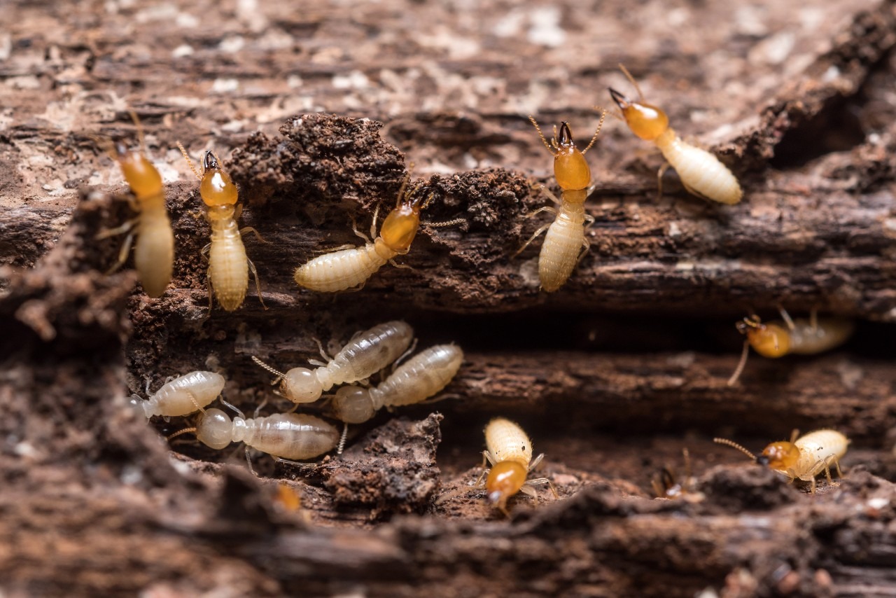 Why Termite Inspections Are So Important