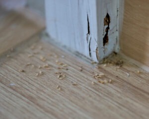 A,Close-up,Of,Termites,In,A,House,And,The,Damage